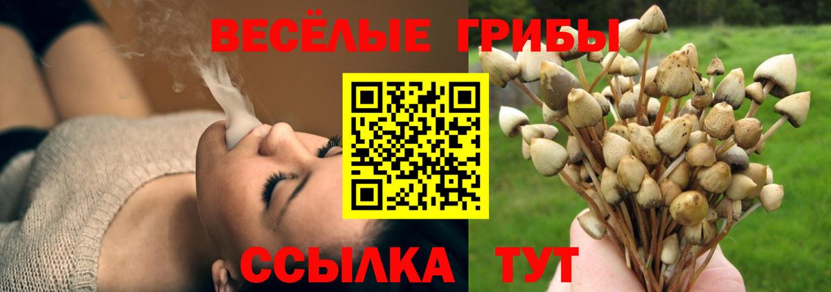 Псилоцибиновые грибы Cubensis  купить   Туапсе  Вход с VPN 